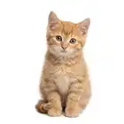 Cat portrait