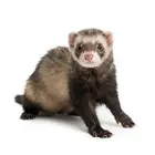 Ferret portrait