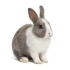 Rabbit portrait